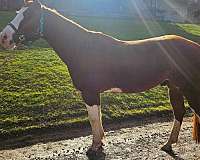 paint-gelding