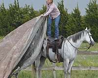 calf-roping-quarter-pony