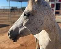 quarter-mare-arabian-horse