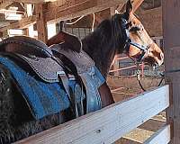 thoroughbred-horse-for-sale