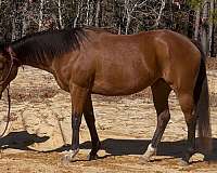 all-around-thoroughbred-horse