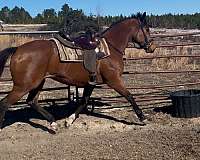 barrel-thoroughbred-horse