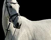 andalusian-horse