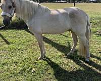 paso-fino-horse-for-sale