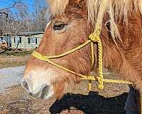 companion-rescue-haflinger-horse