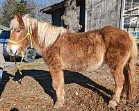 soft-landing-haflinger-horse