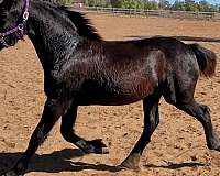 friesian-horse