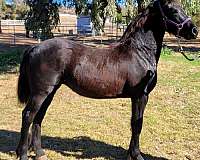 san-diego-friesian-horse