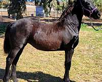 san-diego-friesian-horse