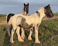 white-star-horse