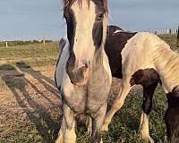 snip-horse
