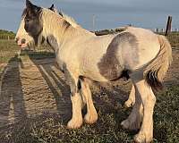 socks-horse