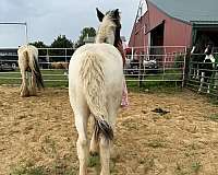 best-friend-stallion