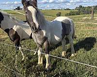 mountain-gypsy-vanner-horse