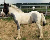 extremely-stallion