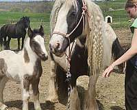 friend-stallion