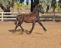 dressage-friesian-horse