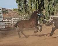 san-diego-friesian-horse