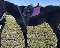 easy-to-ride-thoroughbred-horse