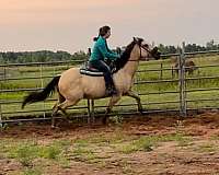 buckskin-quarter-horse-mare