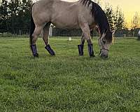 buckskin-mare-for-sale