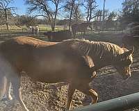 quarter-horse-for-sale