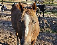 quarter-horse-mare