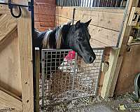 tobiano-black-white-horse