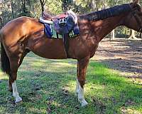 16-hand-liver-chestnut-pony