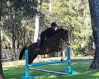 liver-chestnut-thoroughbred-pony