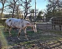 quarter-horse-for-sale