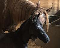 half-arab-trakehner-mare