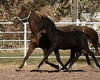 arab-trakehner-horse