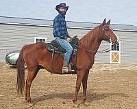 14-hand-quarter-horse-mare