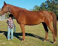 14-hand-quarter-horse