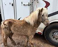 appalosa-miniature-horse