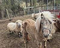 buck-miniature-horse