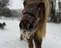 blind-miniature-horse