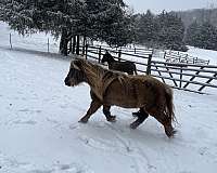 companion-mini-mare-miniature-horse