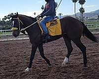 dressage-thoroughbred-horse