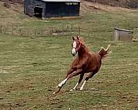 blaze-dark-spot-on-for-head-between-eyes-horse