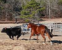 two-white-socks-on-back-feet-horse