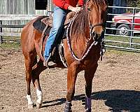 bay-two-white-socks-on-back-feet-horse