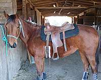 two-white-socks-on-back-feet