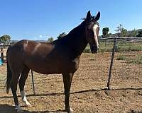 amateur-thoroughbred-horse