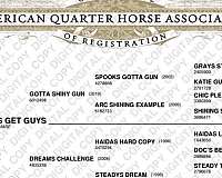 quarter-horse