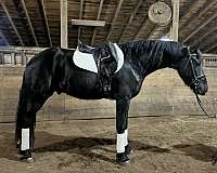 all-around-friesian-horse