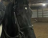 beginner-friesian-horse