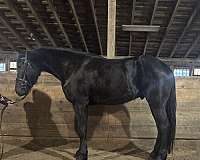 dressage-friesian-horse