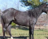 barrel-quarter-horse